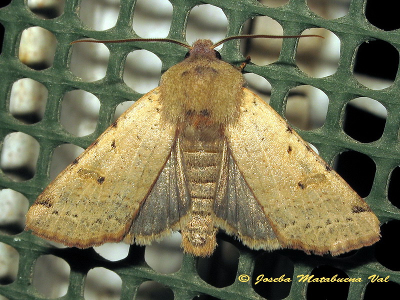 Noctuidae di questa fine settimana - Agrochola (Agrochola) lychnidis